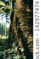 Sunlit moss covering the base of a broad tree trunk 142977474