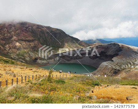 Zao ginkgo Zao ginkgo 142977579