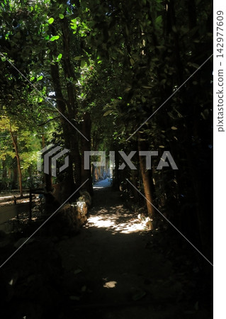 沖繩備瀨福木林蔭道沿線的步道景色 沖繩備瀨福木林蔭道沿線的步道景色 142977609