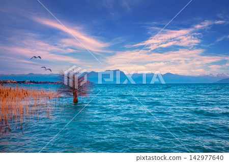 Early morning, sunrise over the lake. Tree in the lake. Garda lake (Lago di Garda), Italy, Europe Early morning, sunrise over the lake. Tree in the lake. Garda lake (Lago di Garda), Italy, Europe 142977640