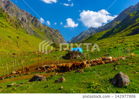 Flock of Sheep and Goats in Mountain Valley Enclosure Flock of Sheep and Goats in Mountain Valley Enclosure 142977806