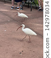 Migratory birds at Epcot 142978034