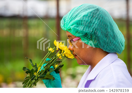Flower worker smelling yellow chrysanthemum bouquet while wearing gloves, glasses and protective cap in garden, showing horticulture, quality inspection, freshness and plant care Flower worker smelling yellow chrysanthemum bouquet while wearing gloves, glasses and protective cap in garden, showing horticulture, quality inspection, freshness and plant care 142978159