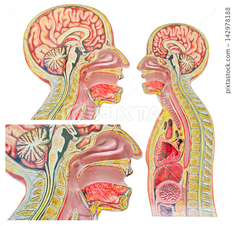 Human Brain and Head Anatomy Model in Sagittal Section Human Brain and Head Anatomy Model in Sagittal Section 142978188