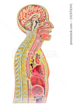 Human Anatomy Model with Brain and Internal Organs Cross Section Human Anatomy Model with Brain and Internal Organs Cross Section 142978341