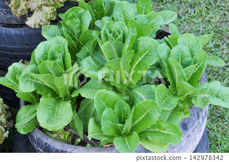 Fresh Green Lettuce Plants Growing in Upcycled Tire Garden 142978342