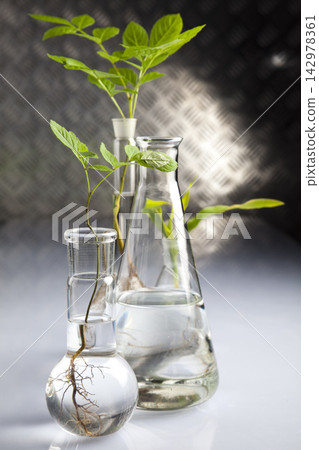 Plant Seedlings in Glass Lab Flasks with Water Plant Seedlings in Glass Lab Flasks with Water 142978361