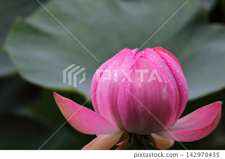 一朵沾著雨滴的蓮花花苞 一朵沾著雨滴的蓮花花苞 142978435