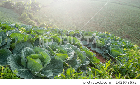 Cabbage Field on Sunny Hillside Organic Farm Landscape 142978652