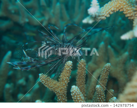 獅子魚在海扇間游弋 142978754