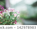 鮮花和消息 142978983