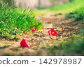 凋落的紅花 142978987