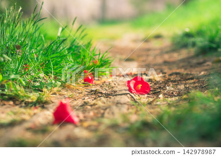 Fallen red flowers Fallen red flowers 142978987