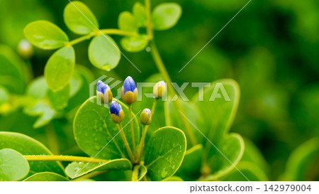 Light purple Lignum Vitae flowers. Cluster of small blue flower buds grows amidst vibrant green leaves covered with refreshing raindrops. Light purple Lignum Vitae flowers. Cluster of small blue flower buds grows amidst vibrant green leaves covered with refreshing raindrops. 142979004