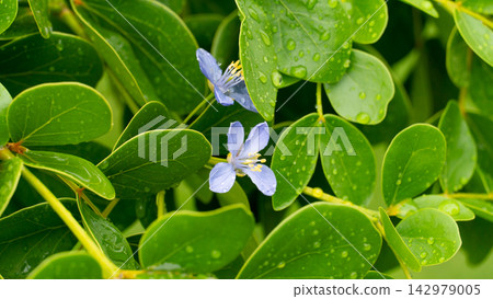 Light purple Lignum Vitae flowers. Small blue flowers bloom among lush green leaves covered with raindrops in a natural garden setting. 142979005