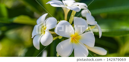 Delicate white frangipani blooms lush green foliage soft bokeh natural daylight fresh tropical plumeria flower detail. Perfect nature botanical closeup summer. Fresh exotic outdoors wellness natural Delicate white frangipani blooms lush green foliage soft bokeh natural daylight fresh tropical plumeria flower detail. Perfect nature botanical closeup summer. Fresh exotic outdoors wellness natural 142979069