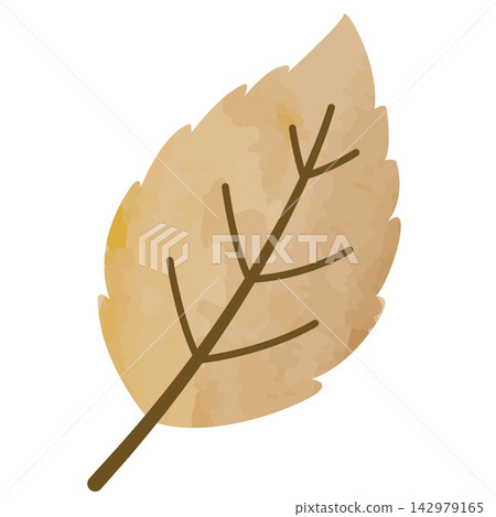 Jagged brown fallen leaves with clearly defined veins Jagged brown fallen leaves with clearly defined veins 142979165