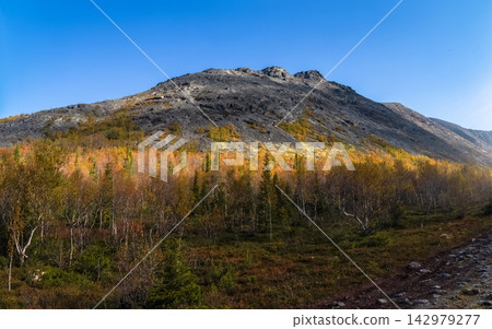 Scenic autumn landscape of Khibiny mountains with golden birch forest under clear blue sky, Kola Peninsula, Russian Arctic. 142979277