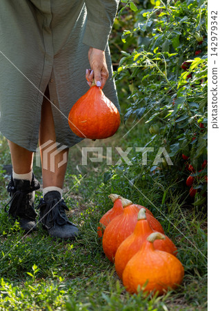 Woman harvesting hokkaido pumpkins in organic garden Woman harvesting hokkaido pumpkins in organic garden 142979342