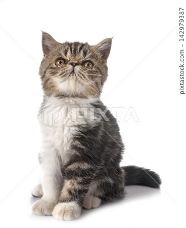 exotic shorthair kitten exotic shorthair kitten 142979387