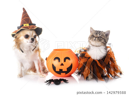 puppy, kitten and hallowen puppy, kitten and hallowen 142979388