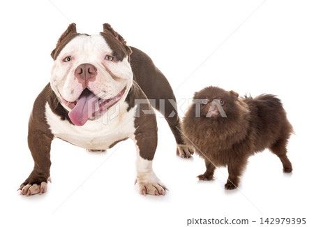 male american bully and spitz 142979395