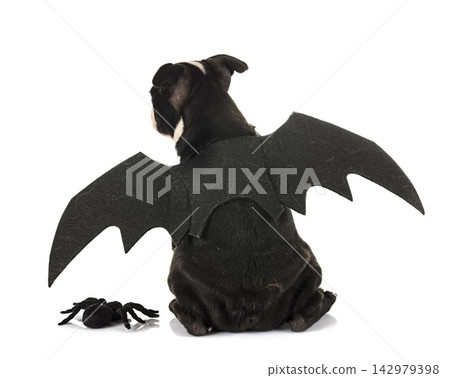bat puppy boston terrier bat puppy boston terrier 142979398