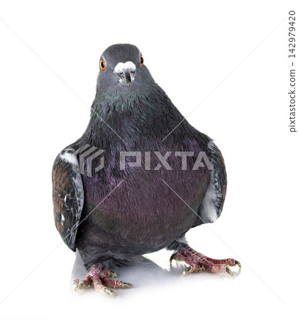 Cauchois pigeon in studio Cauchois pigeon in studio 142979420