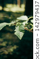 Serrated green leaves on a thin branch with dark bokeh 142979437