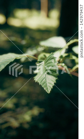 Serrated green leaves on a thin branch with dark bokeh Serrated green leaves on a thin branch with dark bokeh 142979437