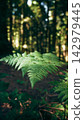 Green fern frond spreading in front of blurred forest trunks 142979445