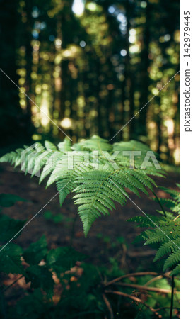 Green fern frond spreading in front of blurred forest trunks Green fern frond spreading in front of blurred forest trunks 142979445