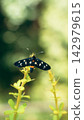 Black moth with white spots resting on a green plant stem 142979615