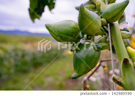 Green foxface growing in a cloudy field Green foxface growing in a cloudy field 142980590