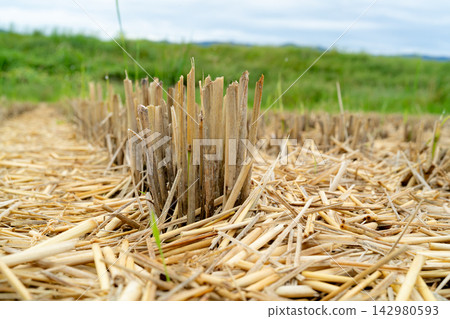 Rice stubble and straw remaining in the rice field after the harvest. Rice stubble and straw remaining in the rice field after the harvest. 142980593