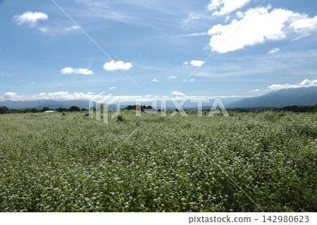 Vast buckwheat fields and a blue autumn sky Vast buckwheat fields and a blue autumn sky 142980623