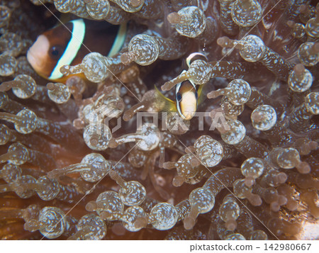 銀蓮花魚 銀蓮花魚 142980667