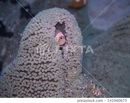 番茄小丑魚和海葵 番茄小丑魚和海葵 142980673