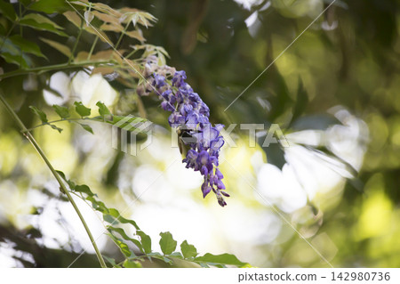 Carpenter Bee Hovering around a Purple Bloom Carpenter Bee Hovering around a Purple Bloom 142980736