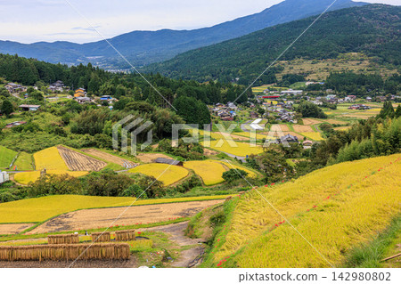 秋季，坂織梯田上盛開的彼岸花和金黃色的稻稈（岐阜縣惠那市） 142980802