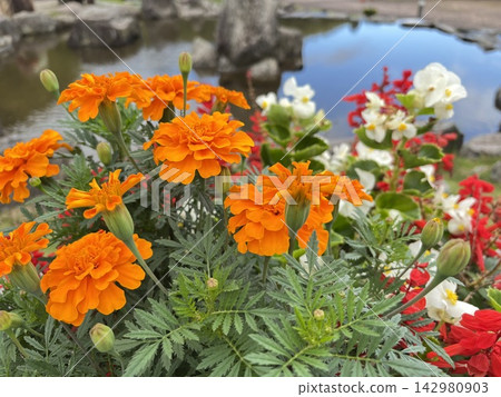背景有水和花 背景有水和花 142980903
