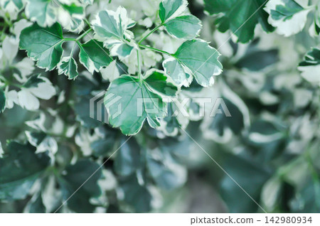 Ming Aralia, Polyscias sp or ARALIACEAE or Celere leaved panax or Garudas claws or Polyscias guilfoylei or Quinquefolia or white and green leaf Ming Aralia, Polyscias sp or ARALIACEAE or Celere leaved panax or Garudas claws or Polyscias guilfoylei or Quinquefolia or white and green leaf 142980934