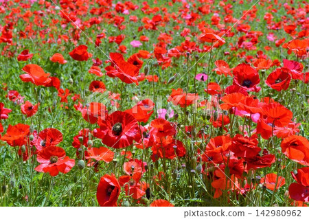 Kurihama flower country poppy Kurihama flower country poppy 142980962