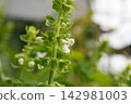 Basil flower spikes (after flowering) 12 142981003