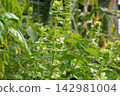 Basil flower spikes (after flowering) 13 142981004