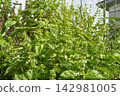 Basil flower spikes (after flowering) 14 142981005