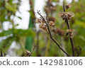 Basil flower spikes (after flowering) 15 142981006