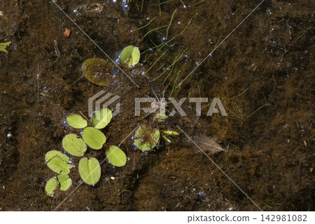 White-Banded Fishing Spider White-Banded Fishing Spider 142981082