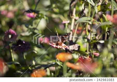 Red Admiral Butterfly Red Admiral Butterfly 142981083