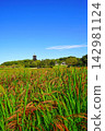 Red rice stalks swaying in the clear sky and wind 142981124